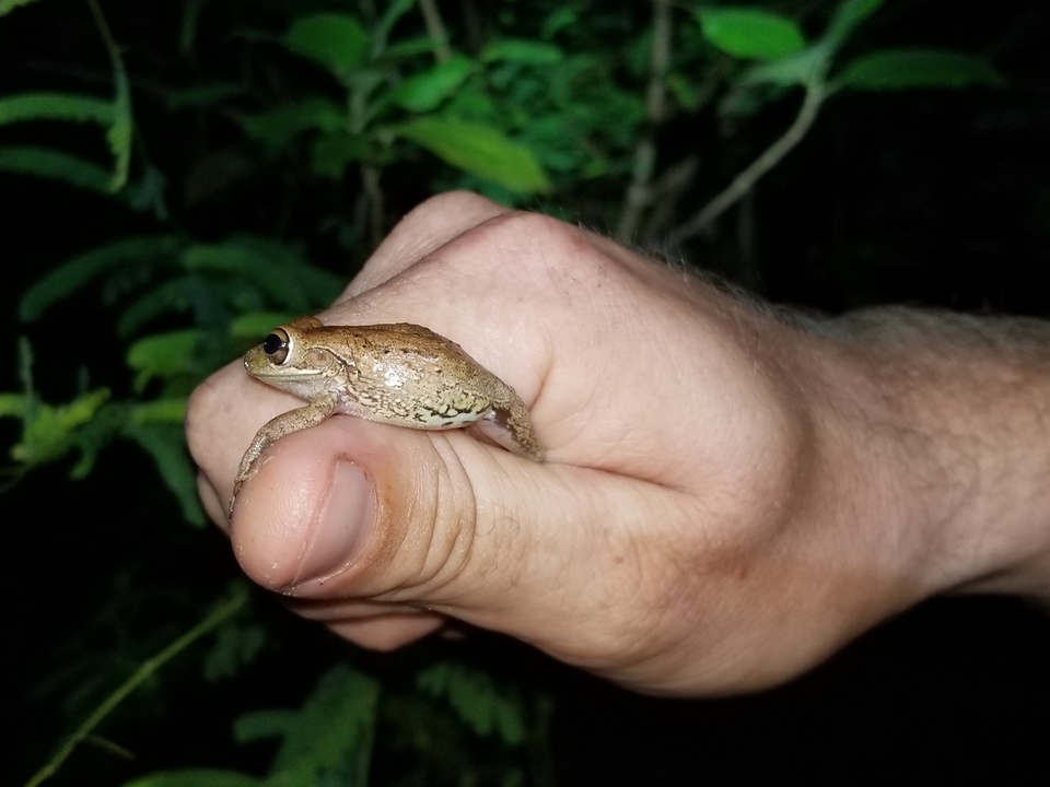 Many invasive reptiles came out at night, including this Cuban Treefrog