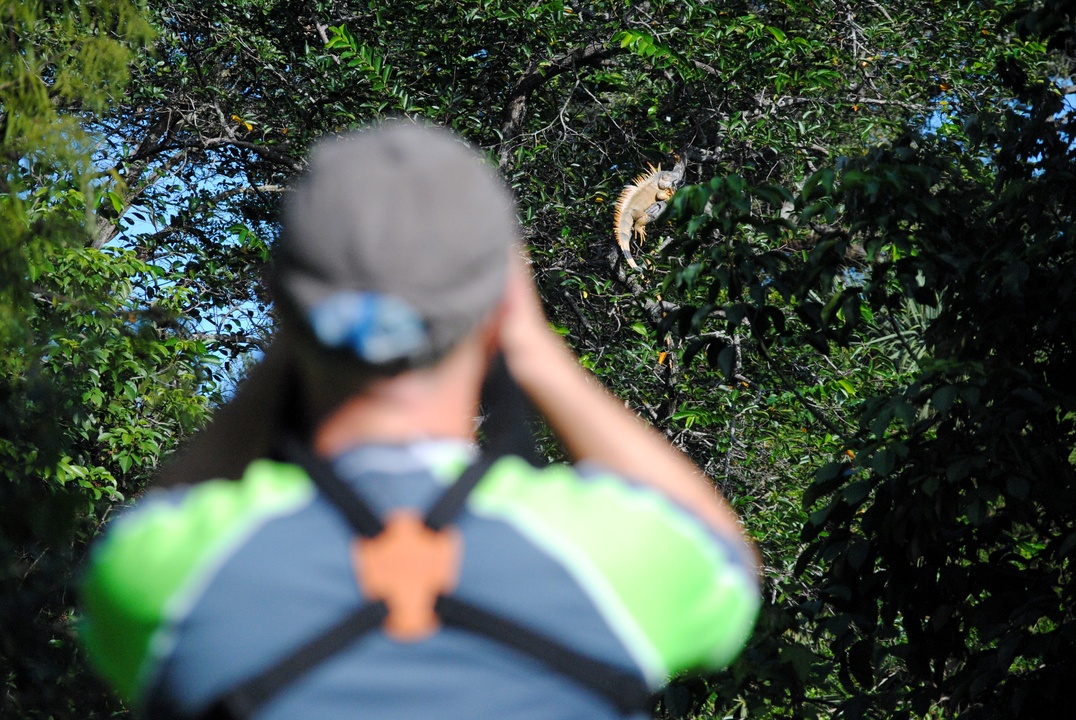 BioBlitzes can be useful for documenting the spread of invasive species throughout an area. Picture credit Simon Picardi (CC)