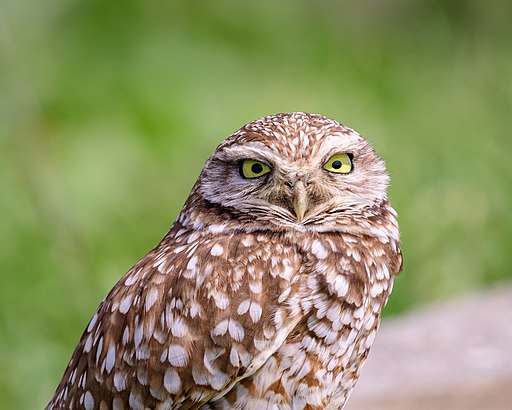 Burrowing Owls are one of the many interesting species we can find throughout the park. Photo credit: Becky Matsubara (CC)