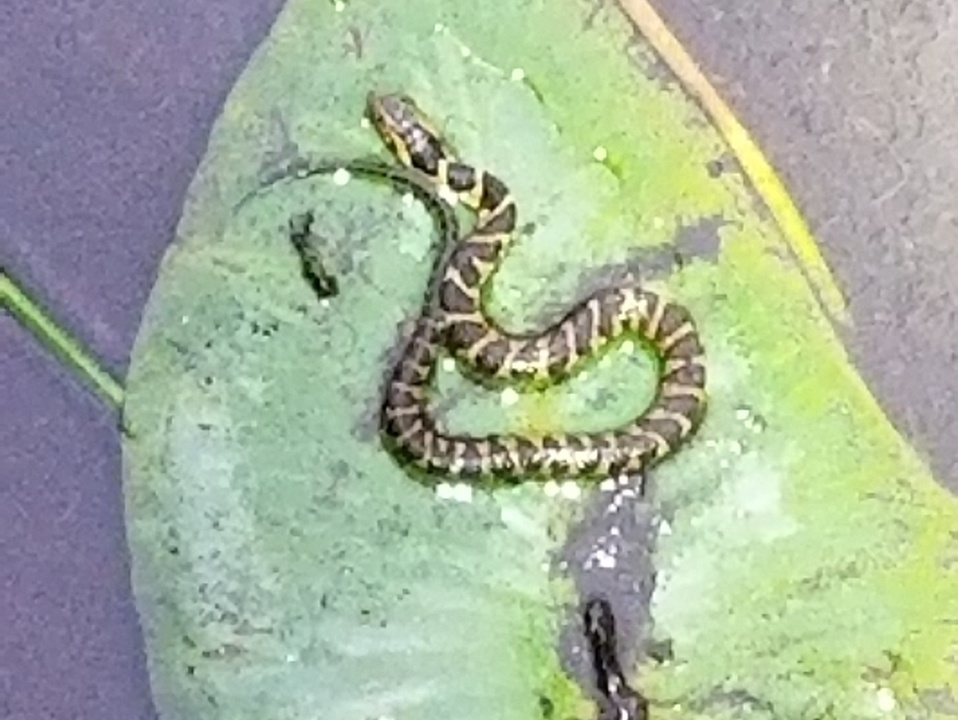 Multiple Florida Banded and Brown Watersnakes came out along the marsh at dusk