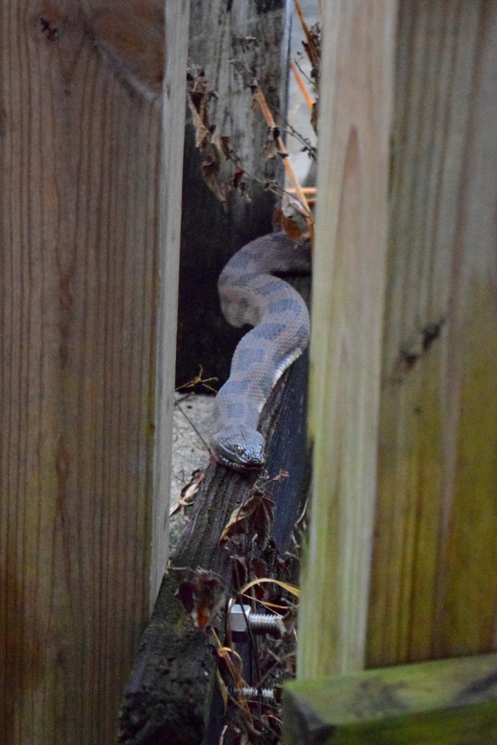 A basking Brown Watersnake was the highlight of the morning