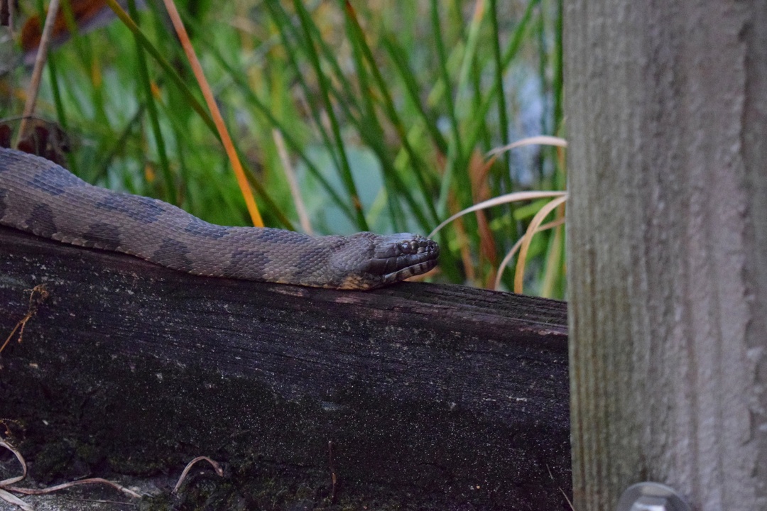 A basking Brown Watersnake was the highlight of the morning