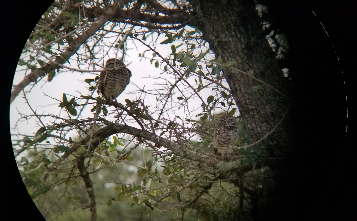 A pair of Burrowing Owls forage over their burrow near the main road