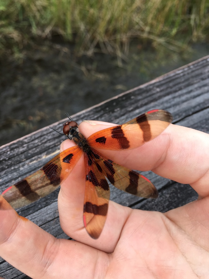 The boardwalk hosted many species of dragonflies like this Halloween Penant