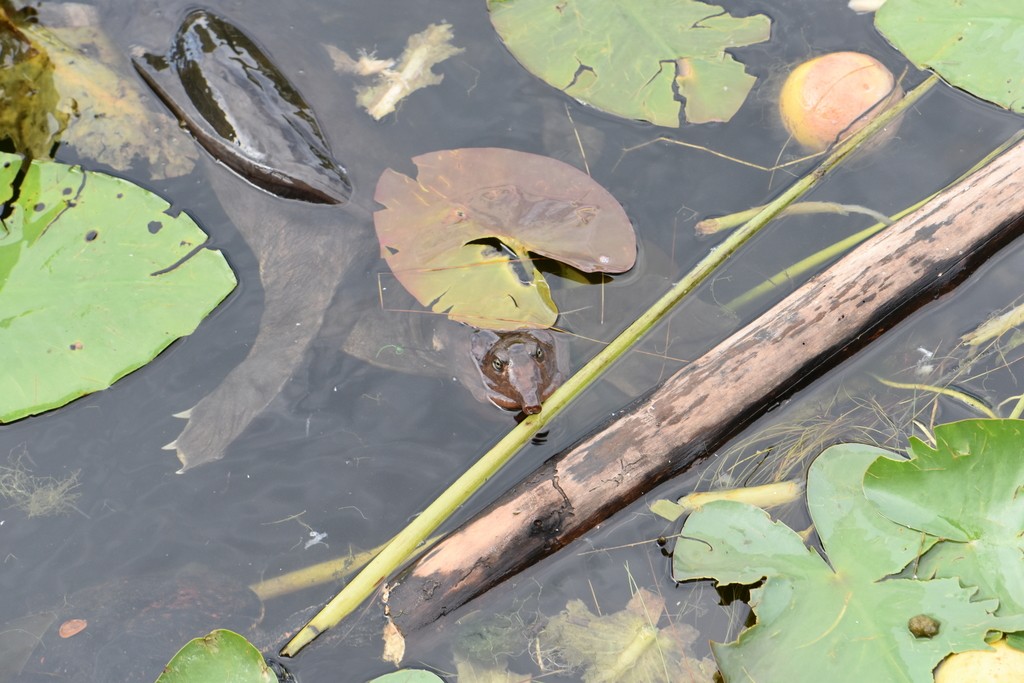 A very tame Florida Softshell greeted everyone on the morning and evening walks