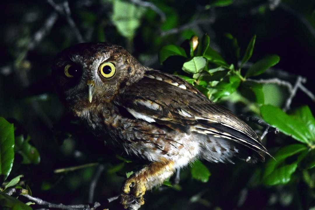 This Eastern Screech-Owl was definitely the highlight of the BioBlitz