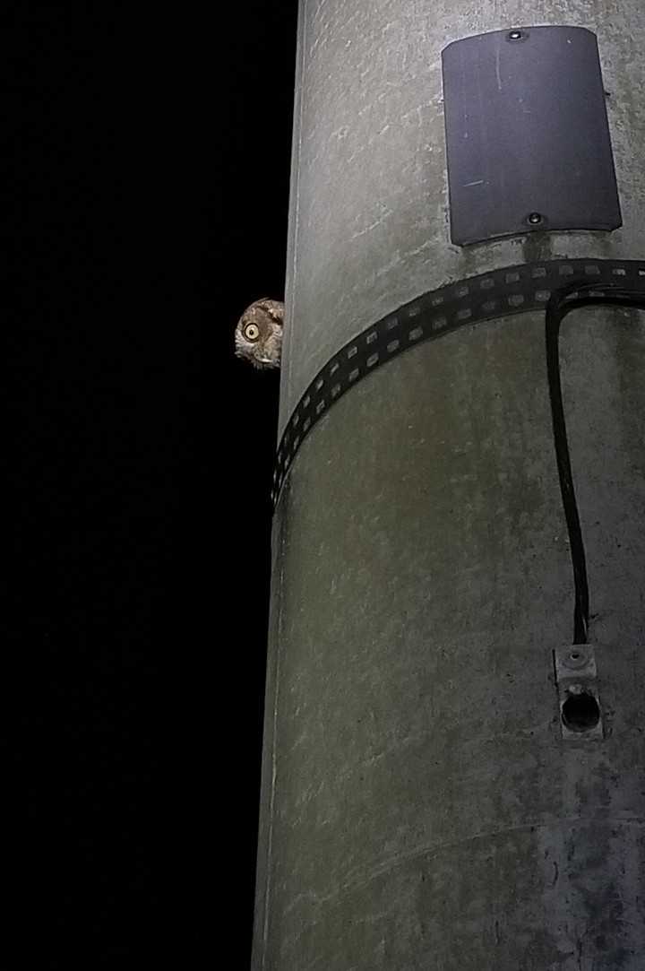Eastern Screech-Owl poking its head out of a light pole