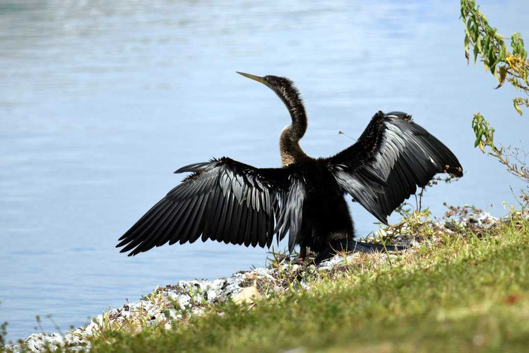 An Anhinga sunning itself