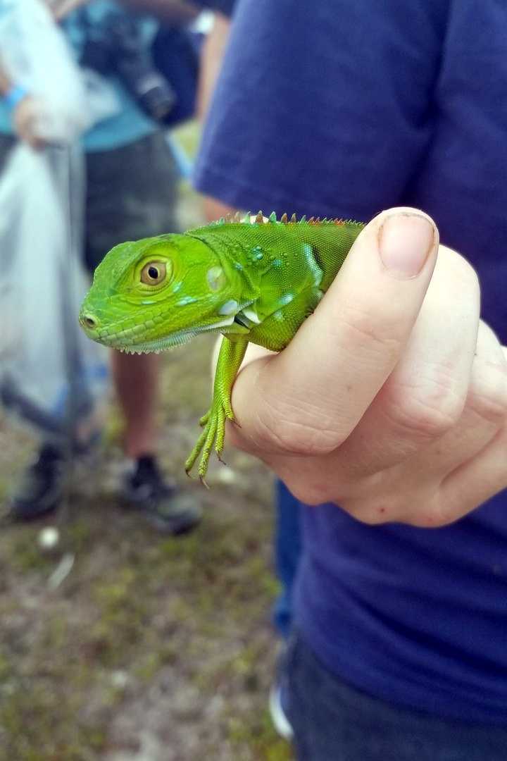 The Croc Docs snagged this young Green Iguana