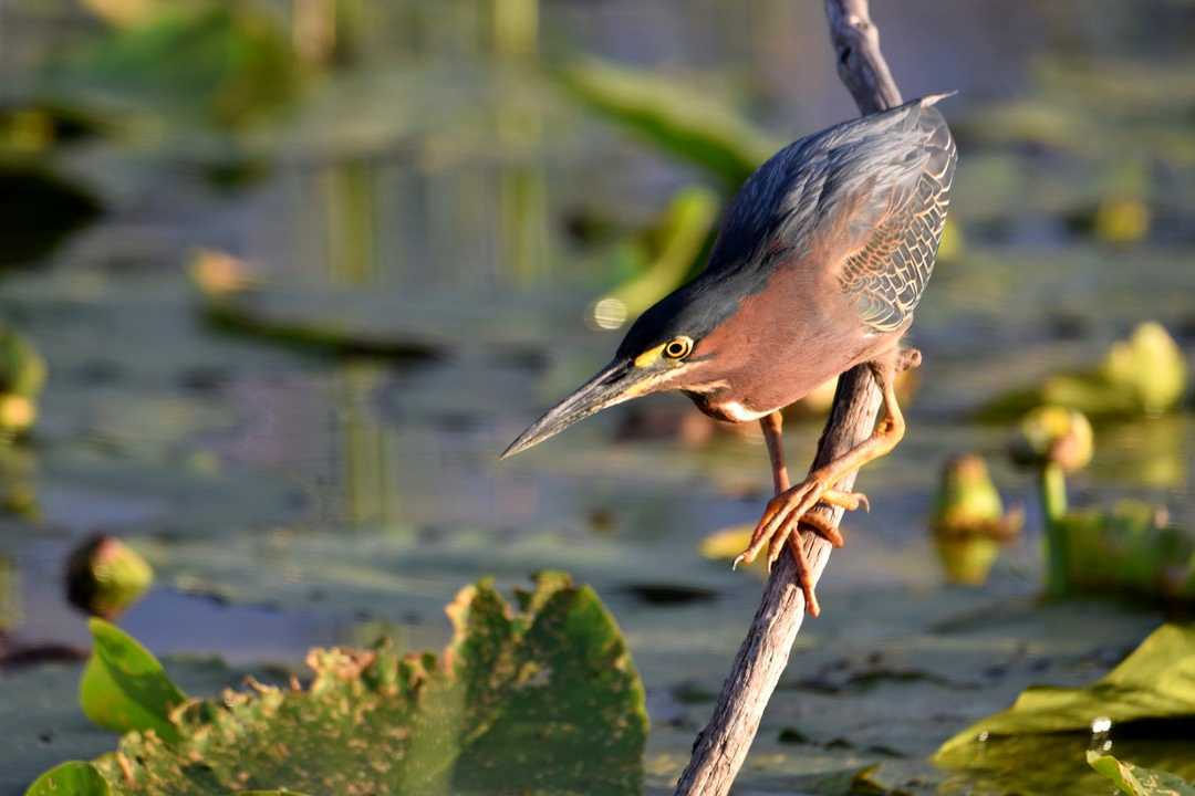 Green Heron posing for us as it foraged in the reeds