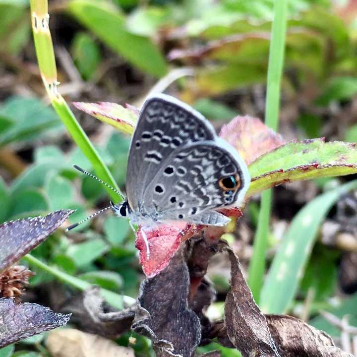 A beautiful Mallow-scrub Hairstreak