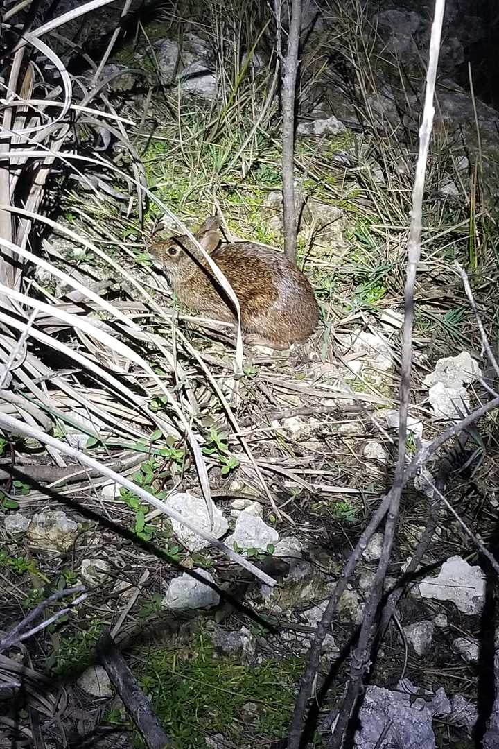 A cute Marsh Rabbit came out to say hello