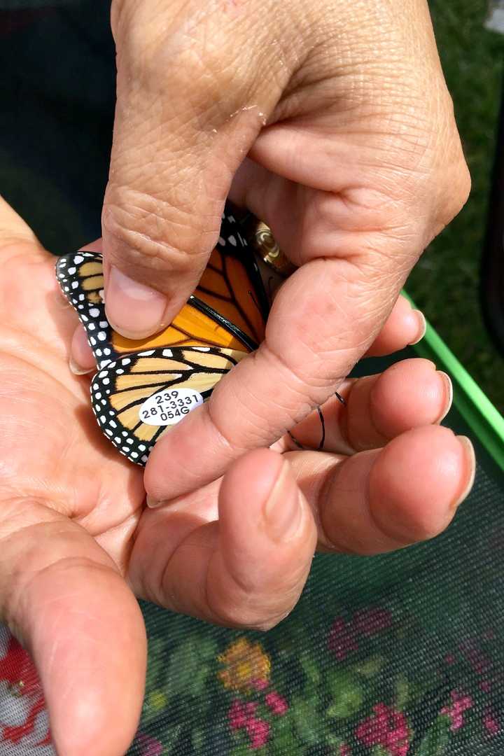 Researchers place these tags on butterflies to help track them