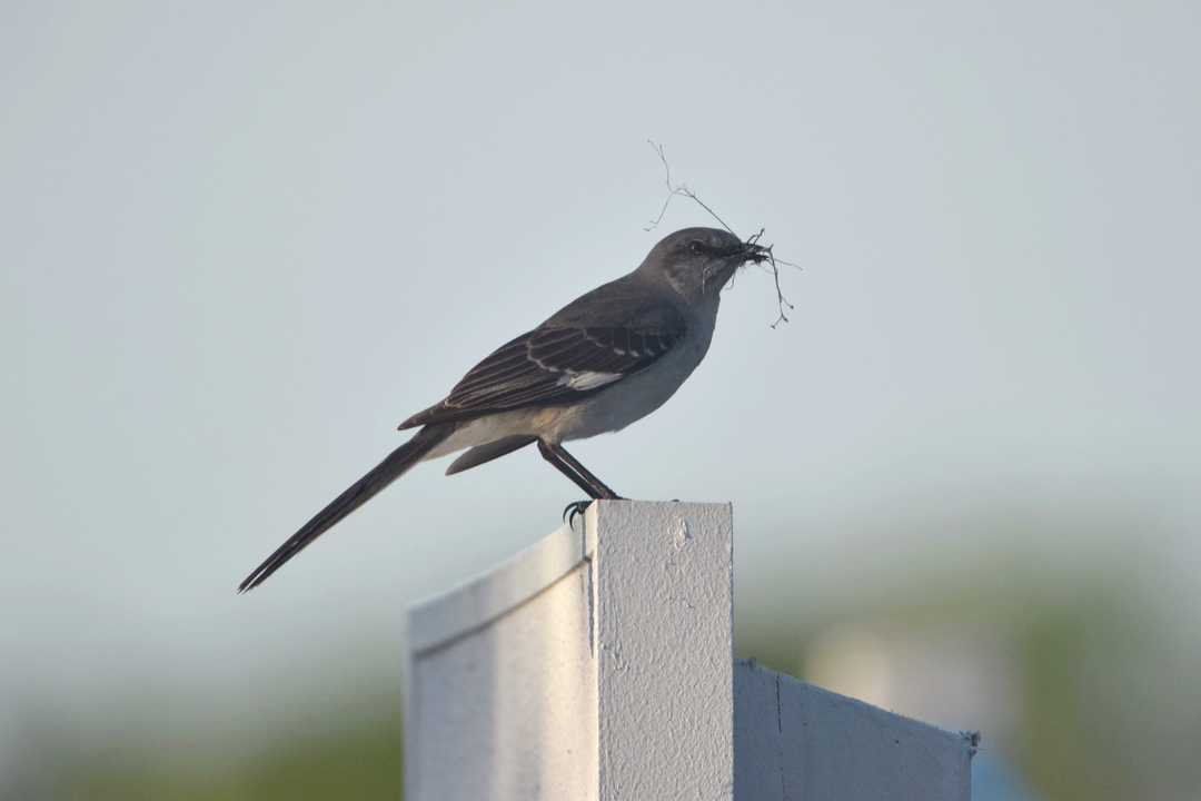 Northern Mockingbird bringing nesting material into its nest