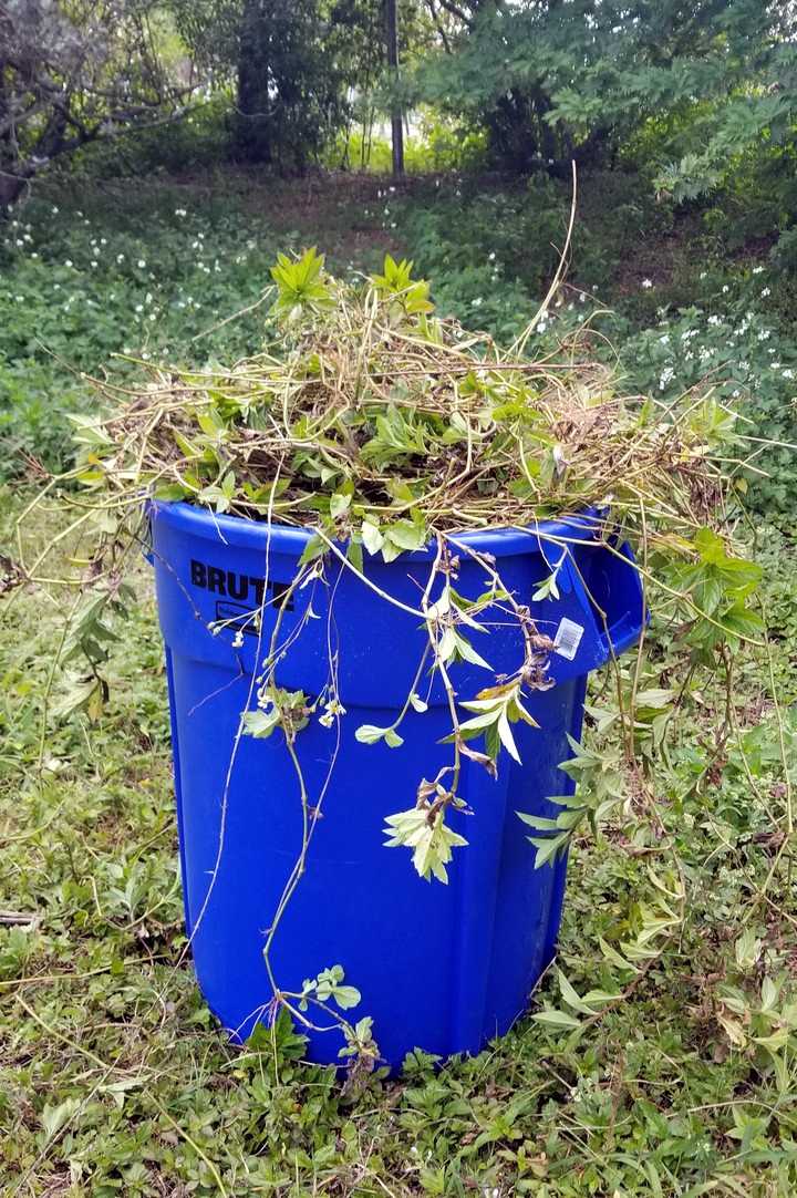 Our group gathered 31 containers of Creeping Oxeye