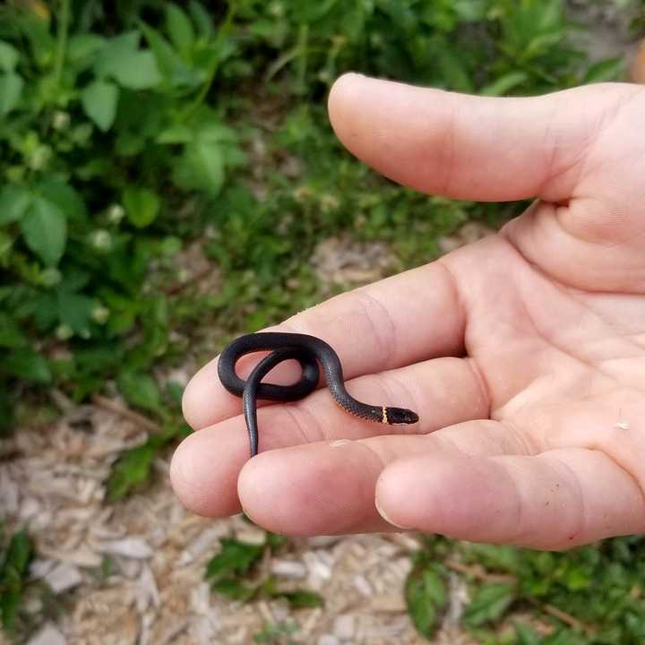 A gorgeous Ring-necked Snake found by Sid