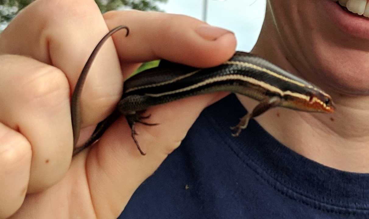 A South Eastern Five-lined Skink was a nice find in the evening