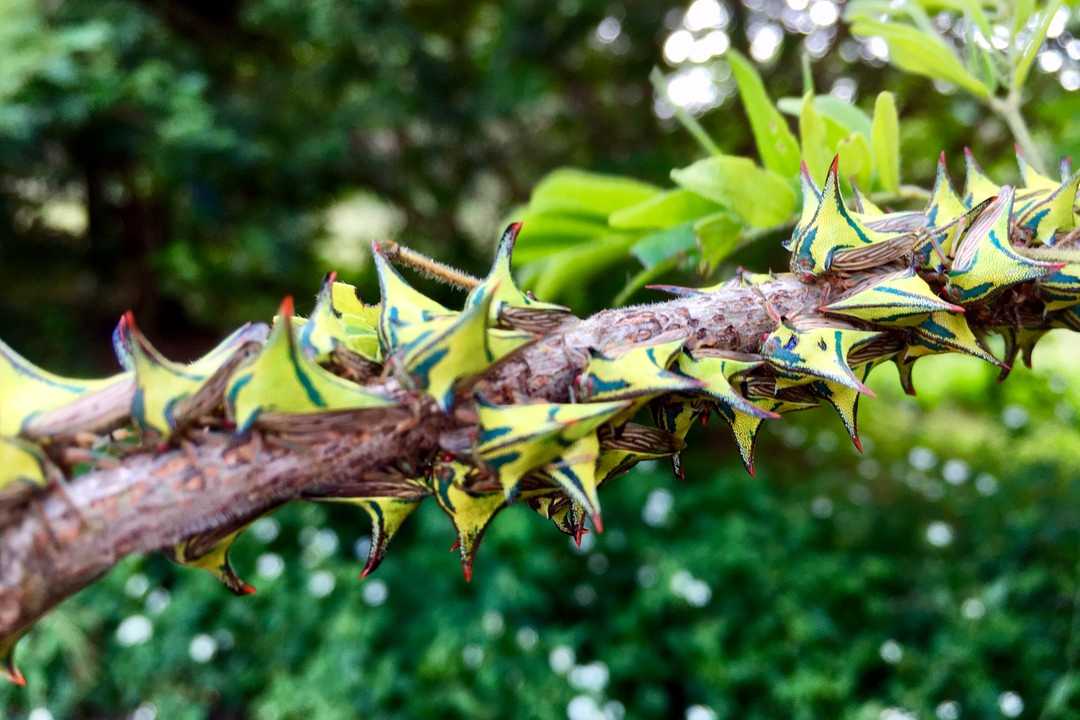 A gaggle of Thorn Treehoppers delighted us with their colors