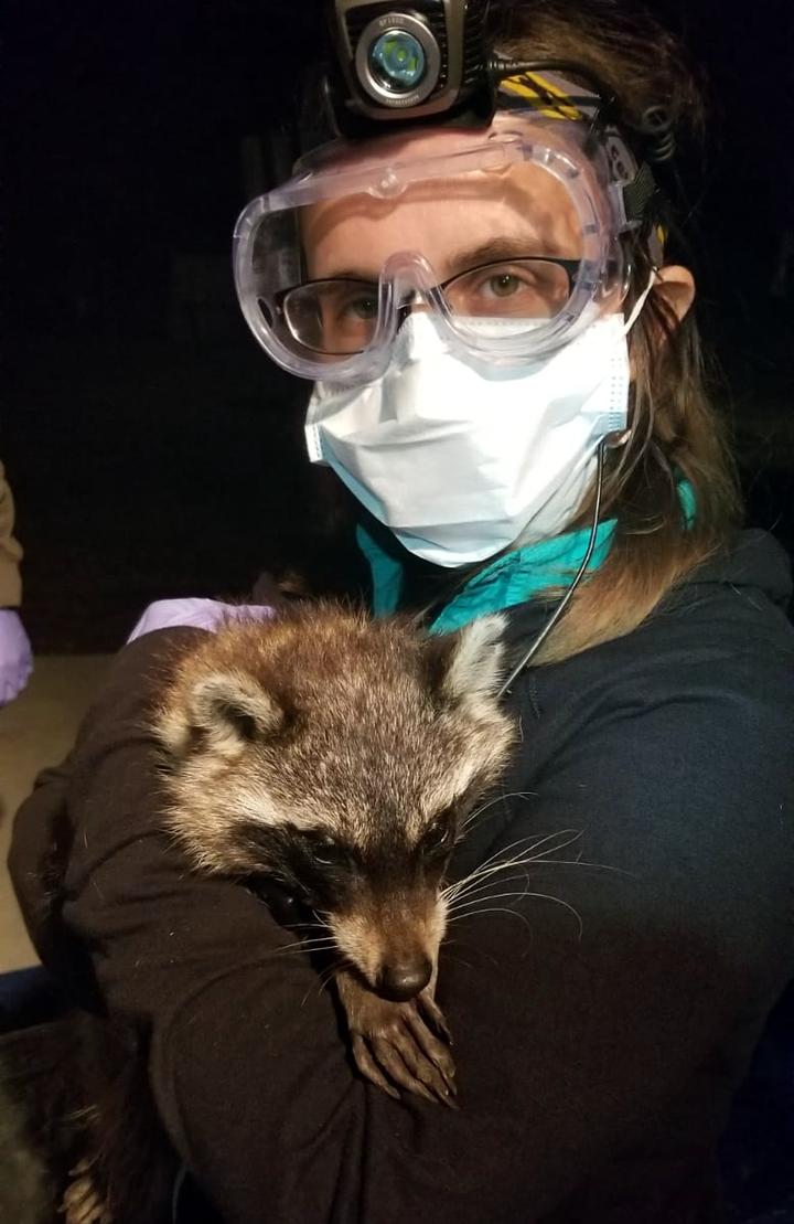 Caitlin during the
January 2019 raccoon field session
