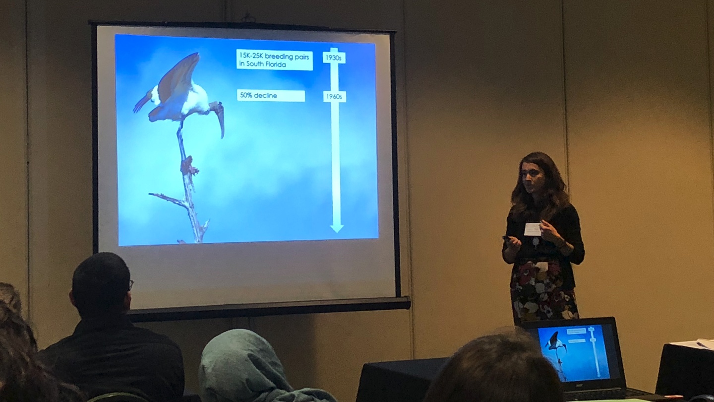 Presenting my research on Wood Storks at the FLTWS 2018 Spring
Meeting