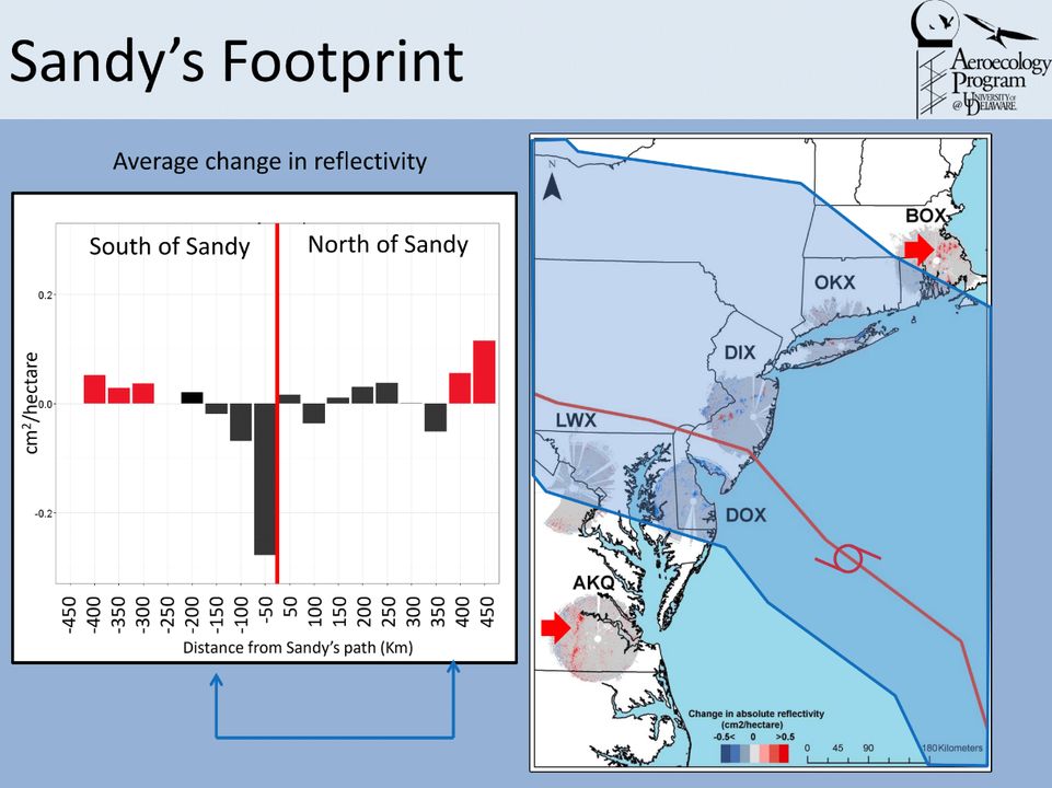 Hurricane Sandy's effect on bird migration