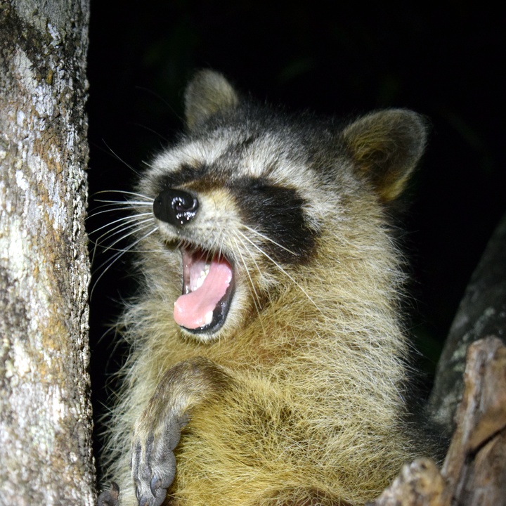 We close the week with a raccoon as sleepy as we are