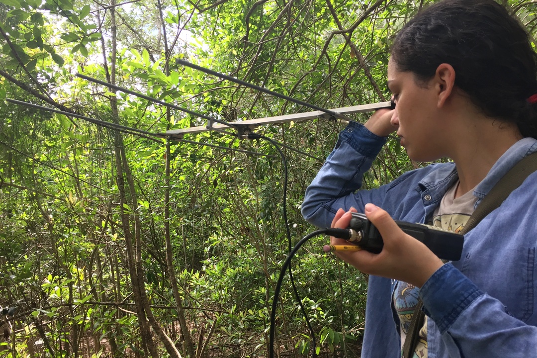 Valeria, our UF/IFAS intern, trying to locate a collar with the radio antenna.