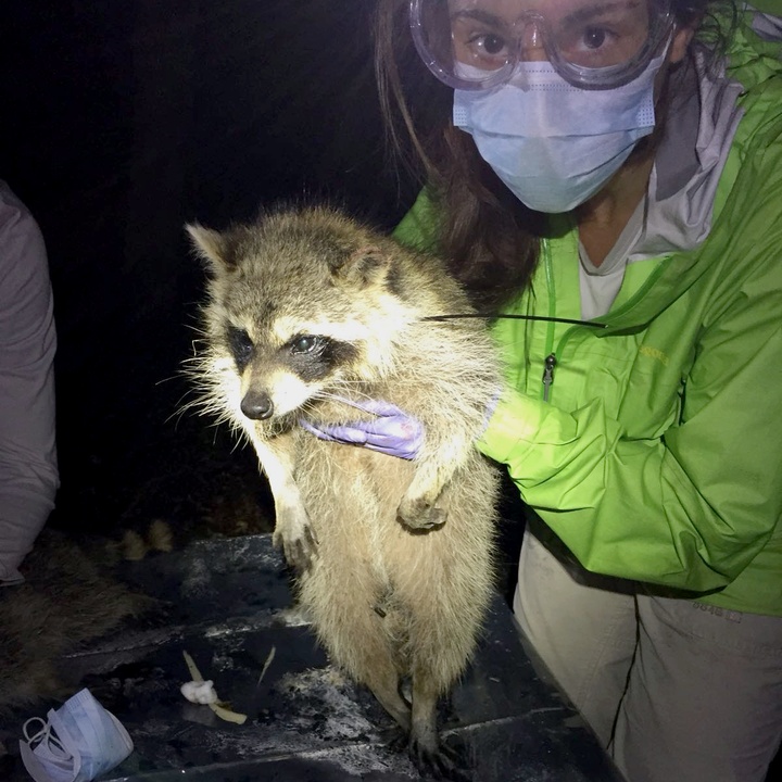 Meet TTP-010, a.k.a. Arya, after Simona finished setting up her GPS collar.