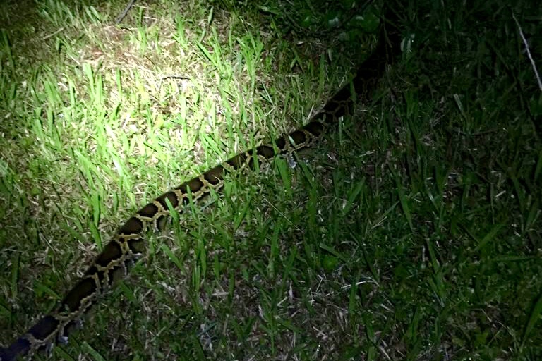 A Burmese python wandering in Tree Tops Park.