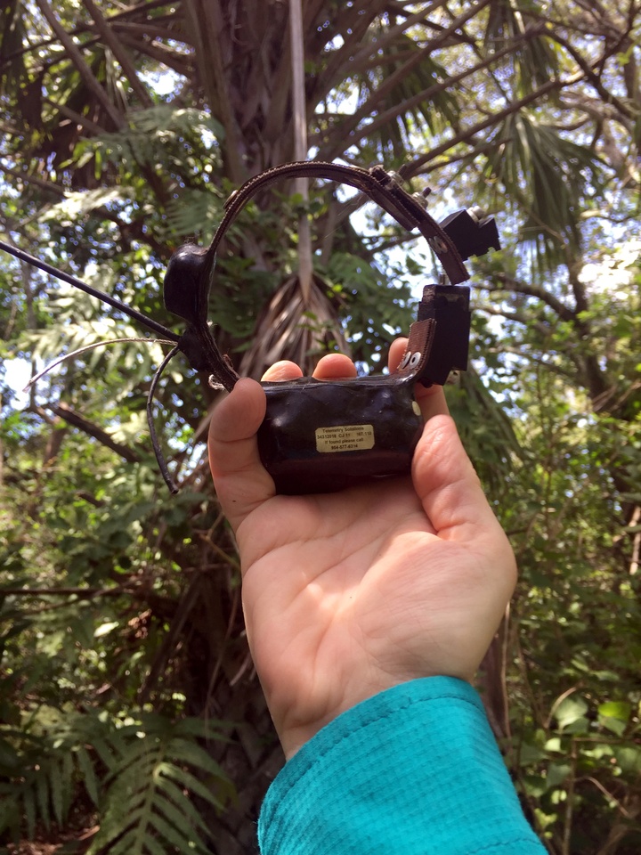 GPS Collar CJ11 finally came out of the palm tree…