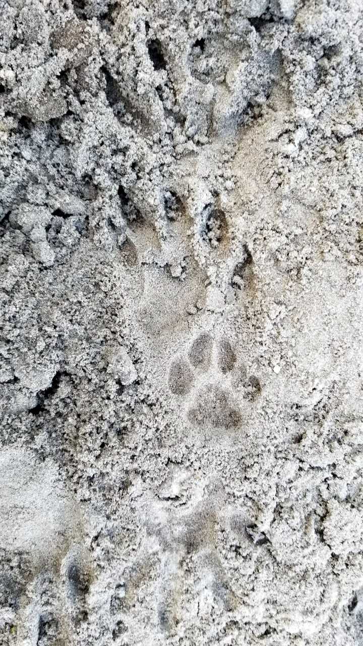 Raccoon and cat tracks overlaping at Tree Tops Park. These tracks show the raccoon's claws.