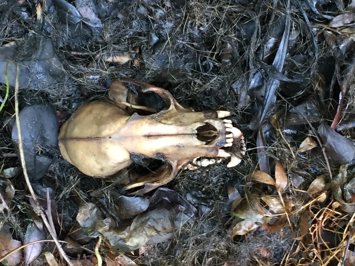 Recently decomposed raccoon's skull