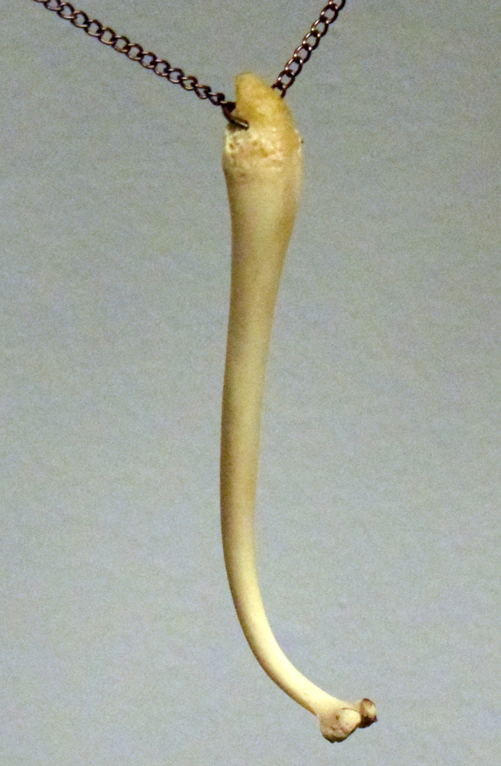 Raccoon baculum