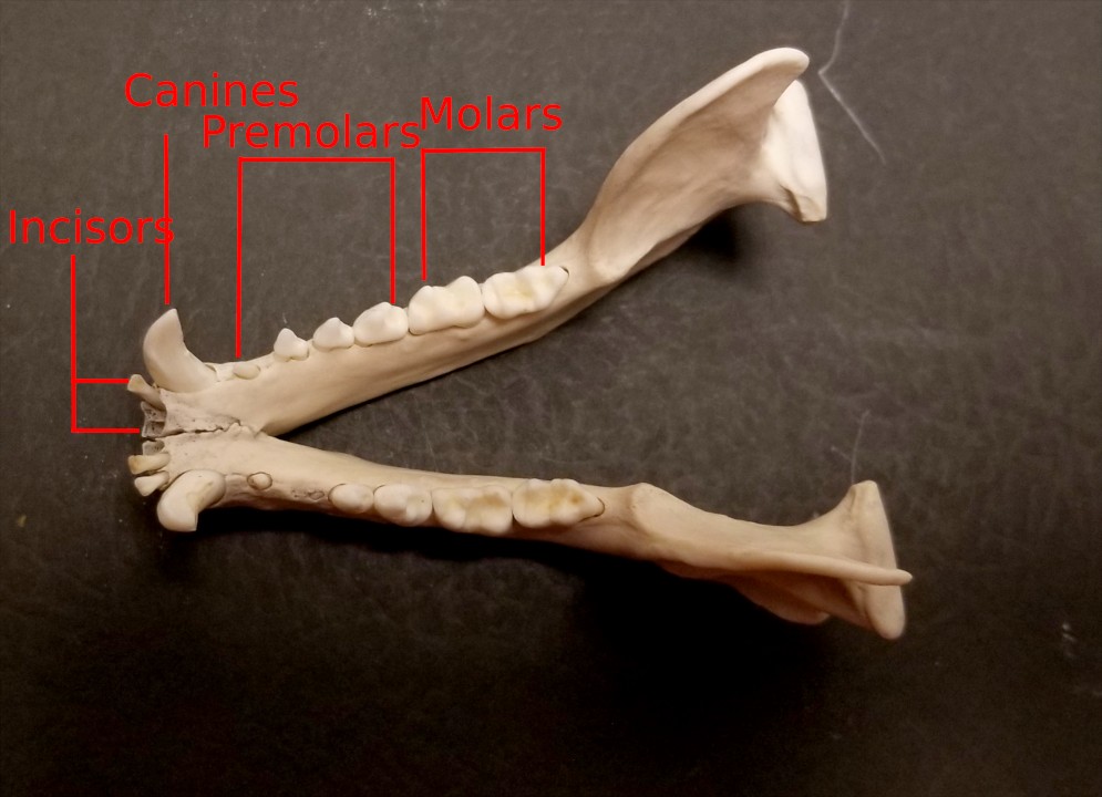 Raccoon Teeth Skull