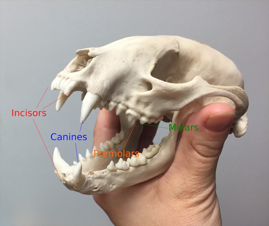 Raccoon full dentition