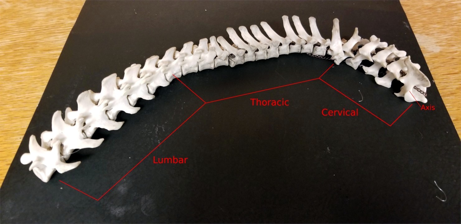 Raccoon spine