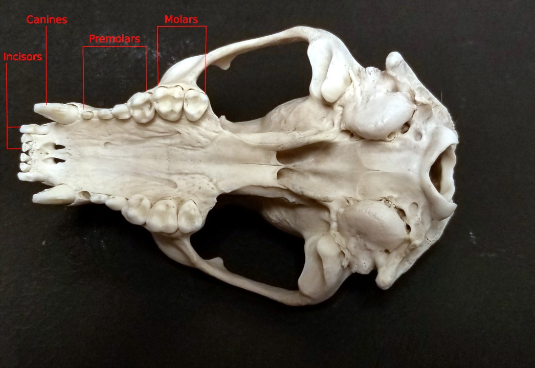 The dental formula for the upper jaw is 3 inscisors, 1 canine, 4 premolars, and 2 molars.