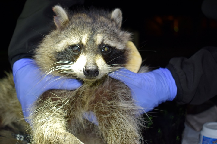 Raccoon with GPS collar