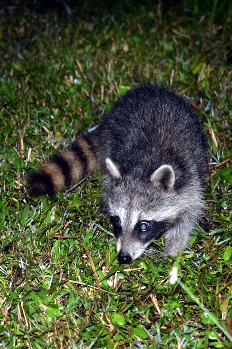 Young raccoon