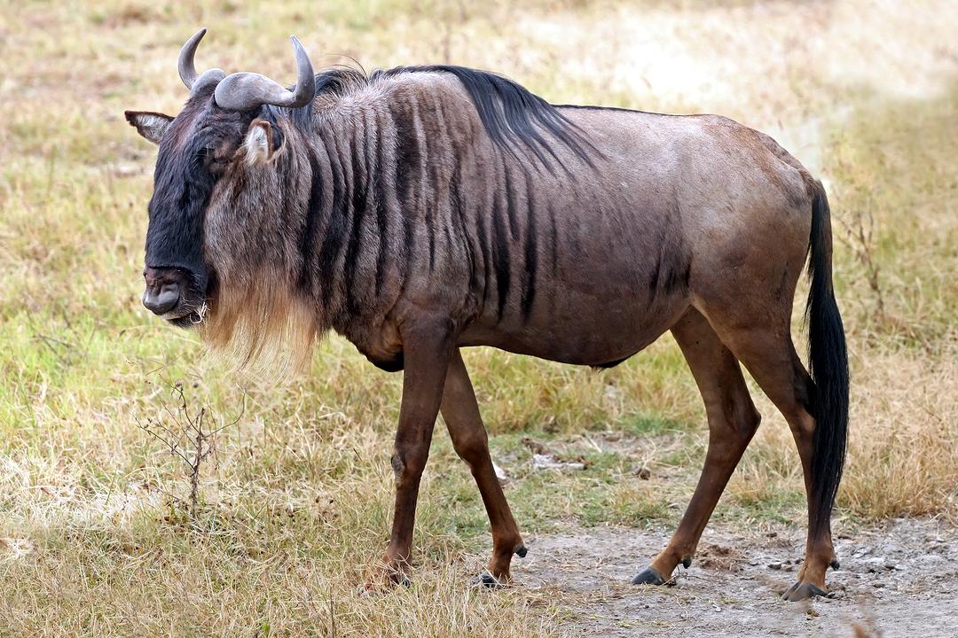 Wildbeest (source:
Wikimedia)