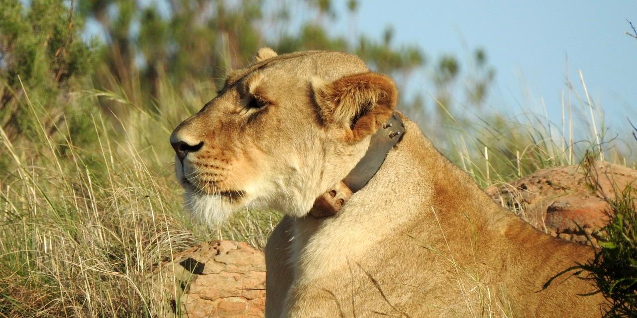 Lion with GPS collar