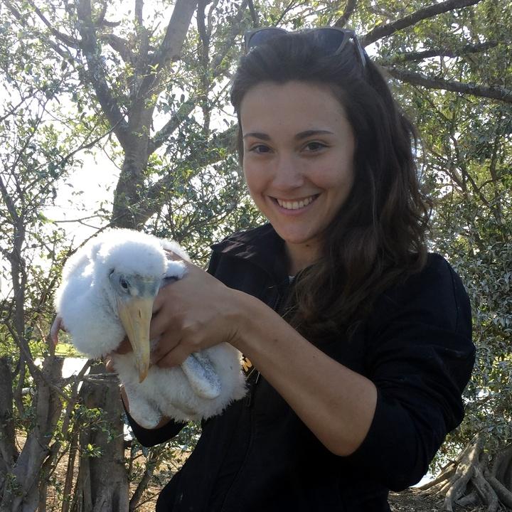 Simona holding a Wood Stork chick in 2017
